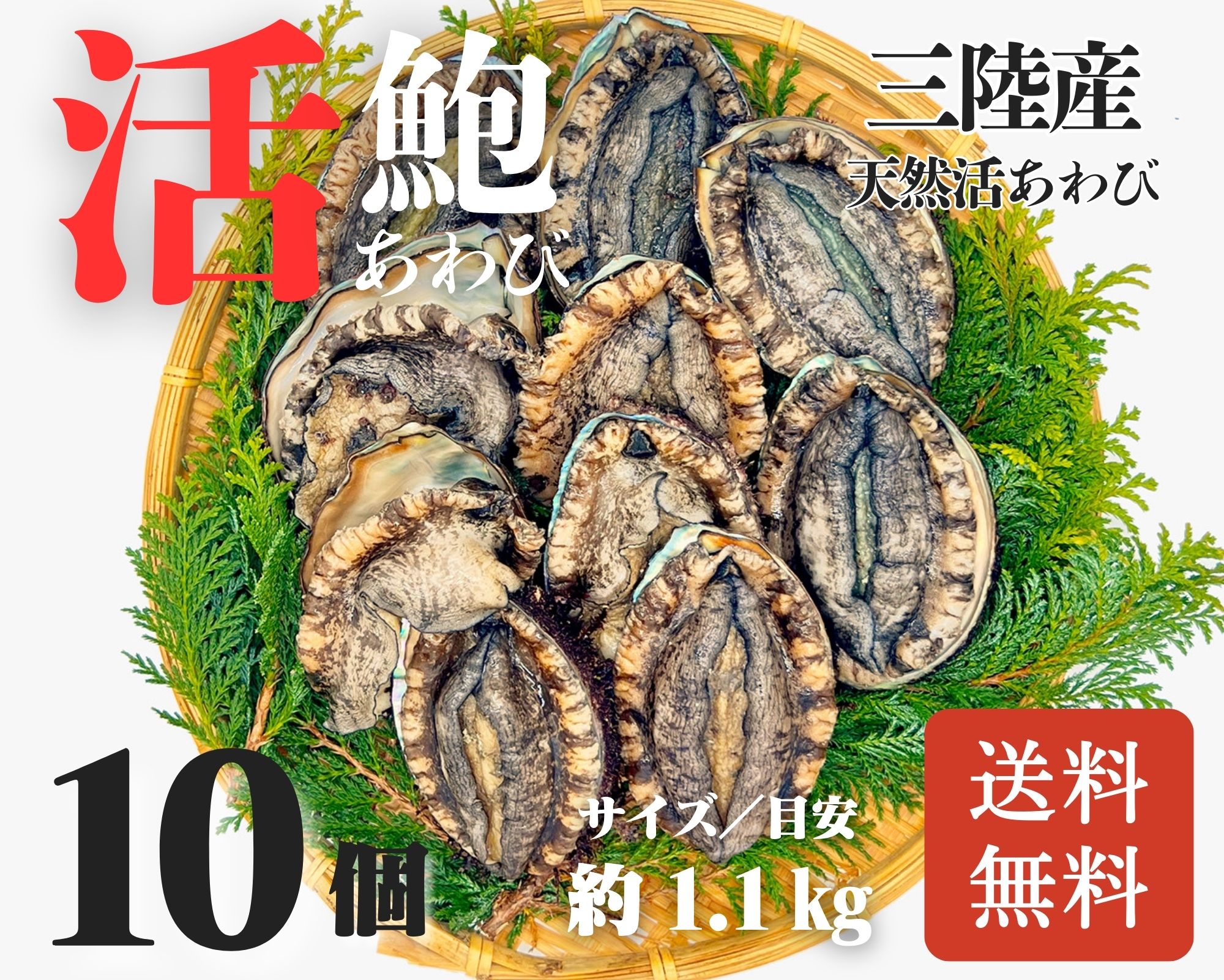 【活鮑】三陸産天然活あわび-10個-