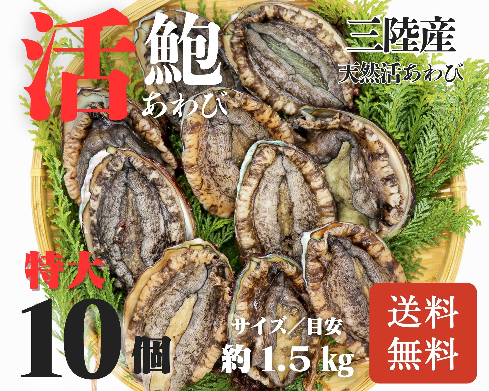 【活鮑】三陸産天然活あわび-特大10個-