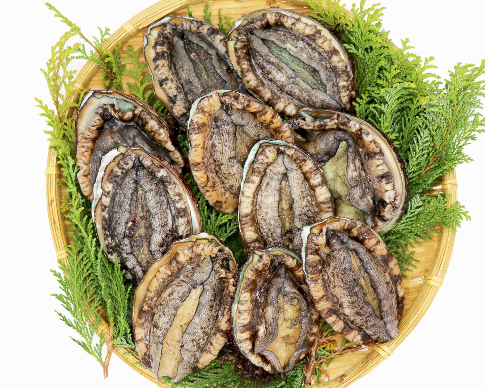 【活鮑】三陸産天然活あわび-特大10個-