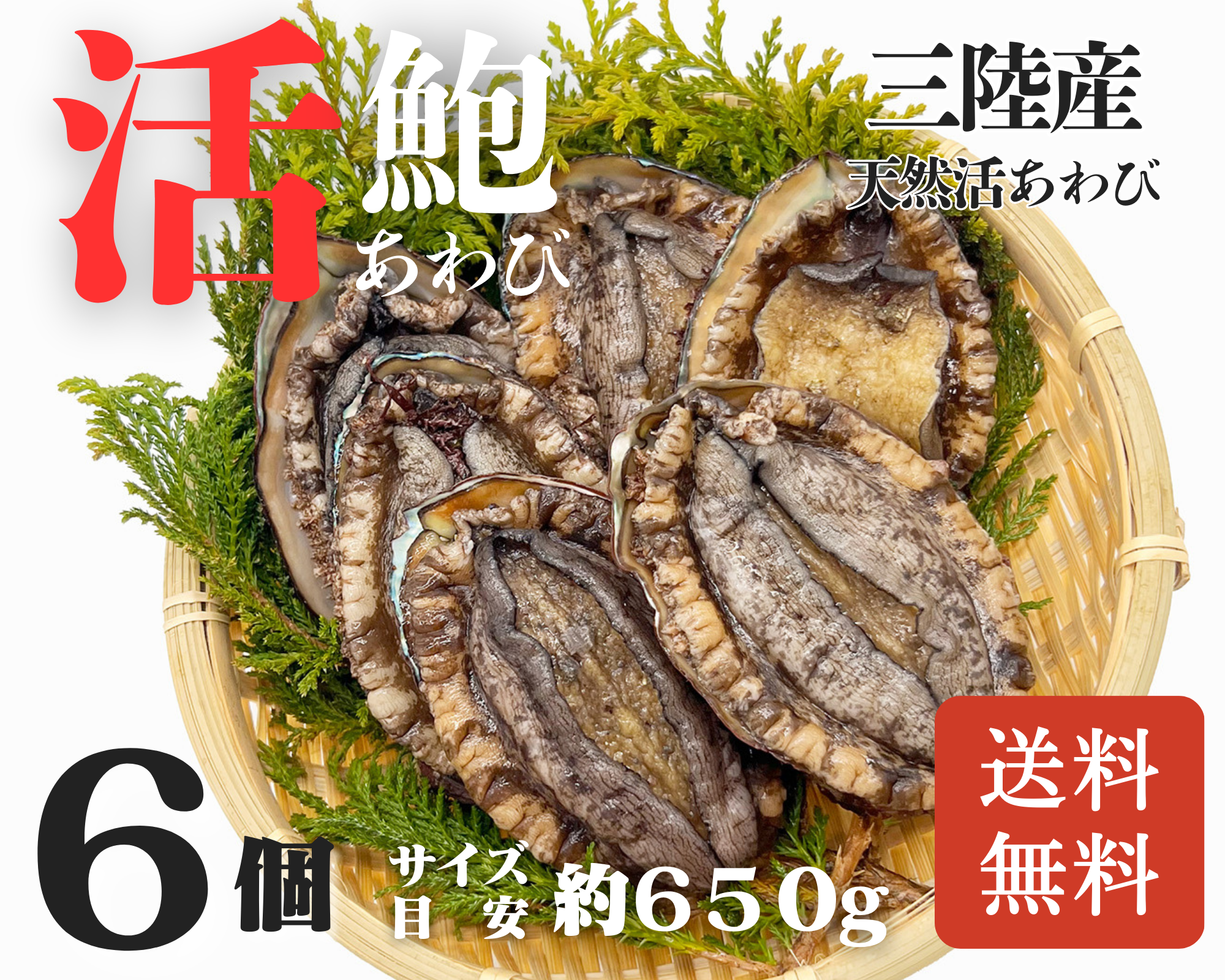 【活鮑】三陸産天然活あわび-6個-