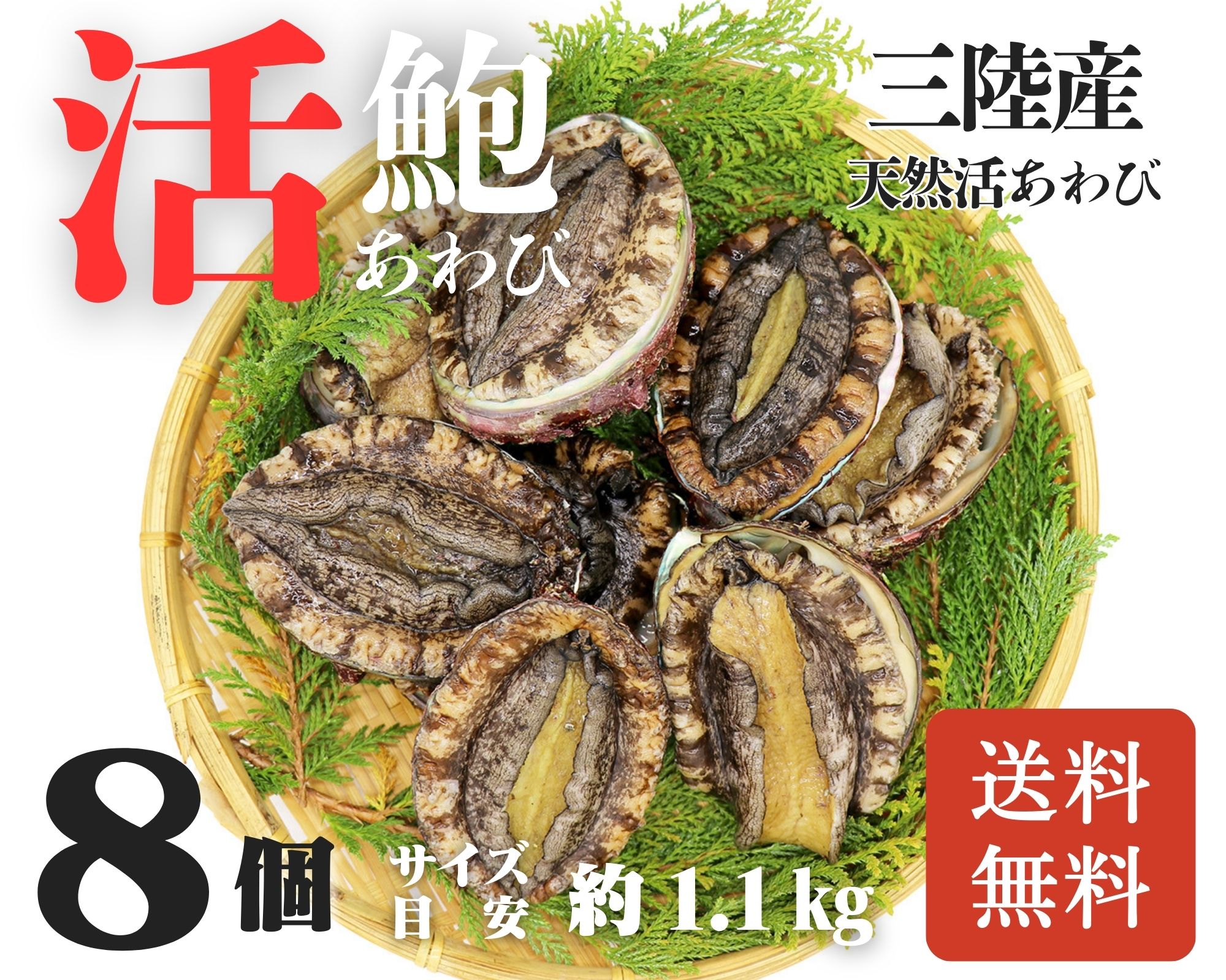 【活鮑】三陸産天然活あわび-8個