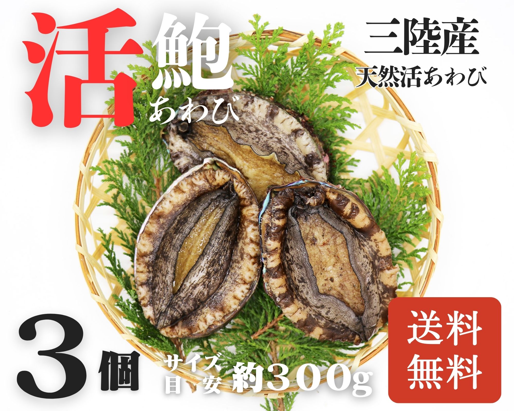 【活鮑】三陸産天然活あわび-3個-
